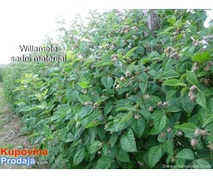 Sadnice maline Wilamet sa 1200mnv,Srdjan - Fotografija 7/8