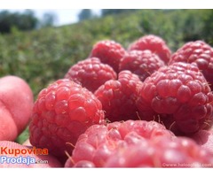 Sadnice maline Wilamet sa 1200mnv,Srdjan - Fotografija 1/4